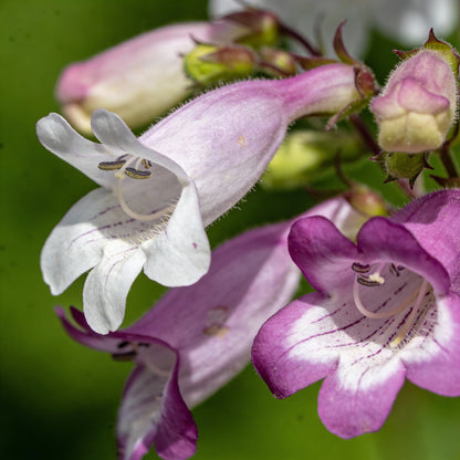 Penstemon Esprit Mixed Flower Seeds for Garden Planting