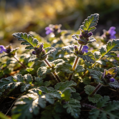 Prunella Laciniata Flower Seeds for Garden Planting