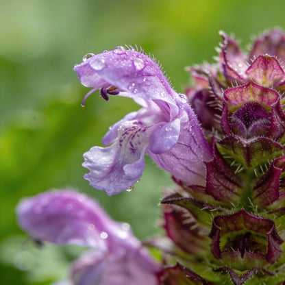 Prunella Laciniata Flower Seeds for Garden Planting