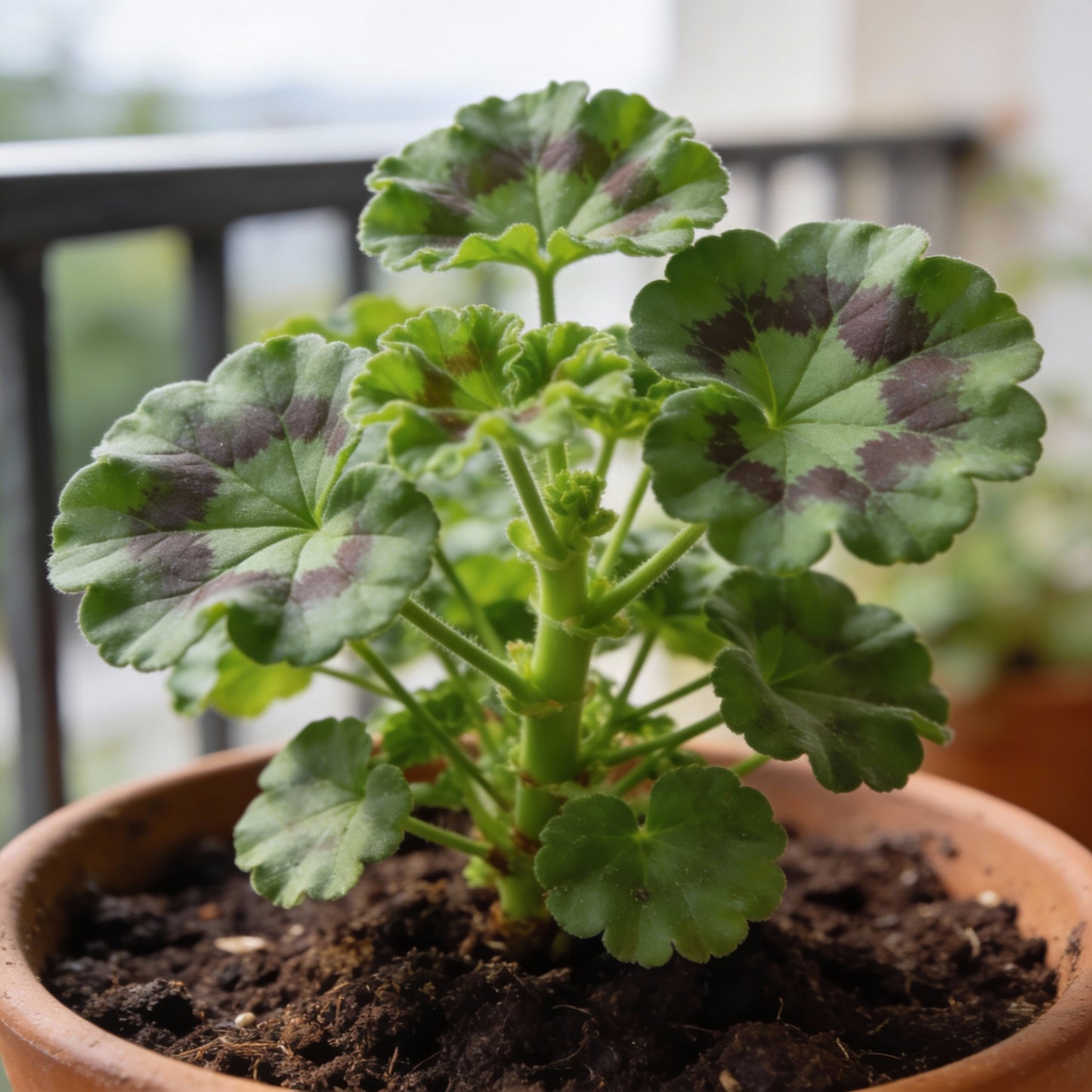 Semi Geranium Saturn Stars Flower Seeds for Garden Planting