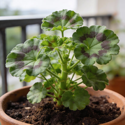 Semi Geranium Saturn Stars Flower Seeds for Garden Planting