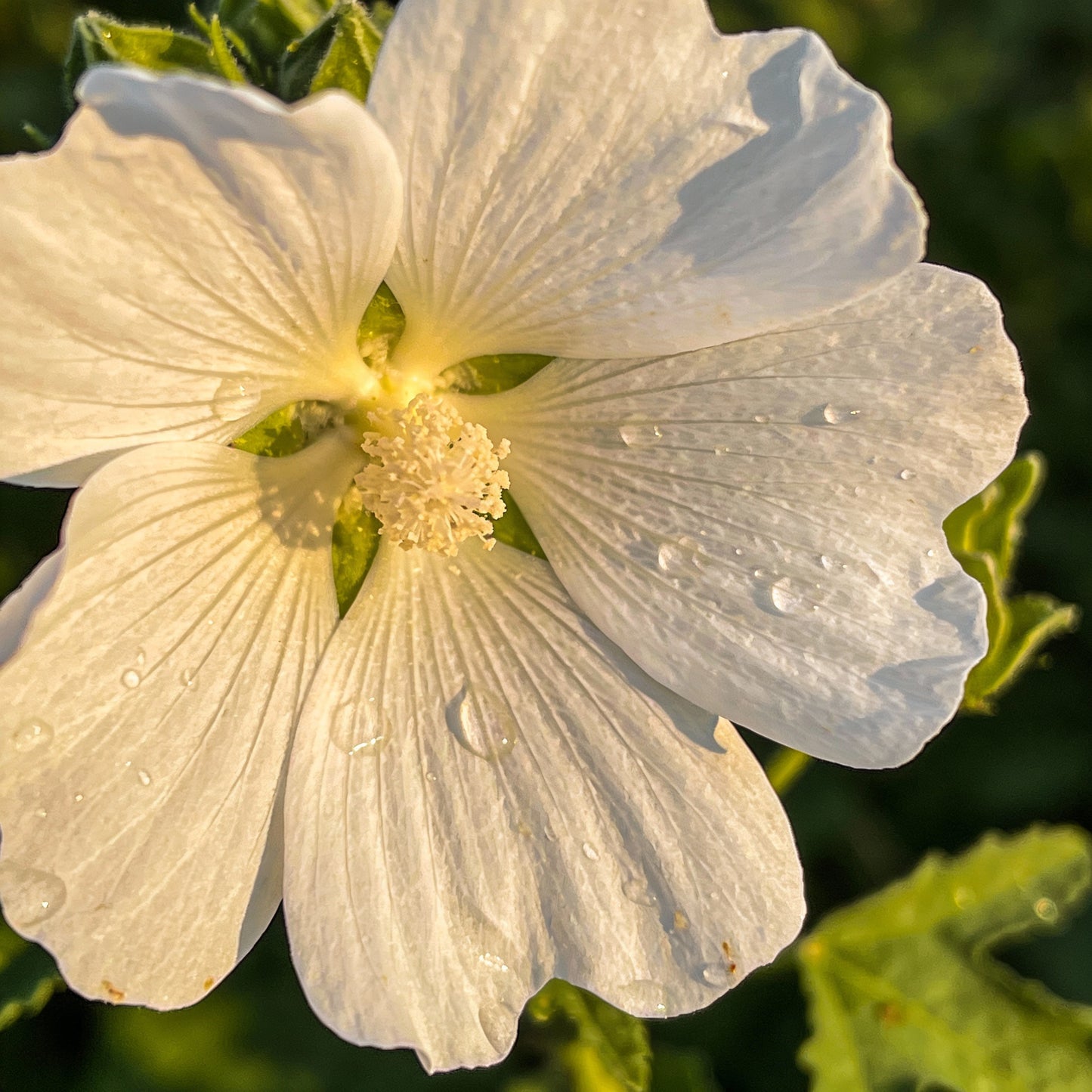 Bianco Malope Mallow Trifida Flower Seeds for Garden Planting