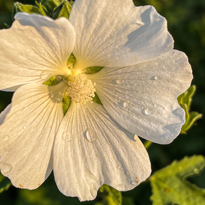 Bianco Malope Mallow Trifida Flower Seeds for Garden Planting