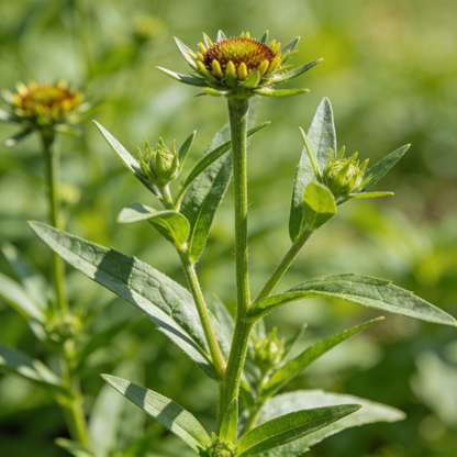 Autumn Lollipop Helenium Flower Seeds for Garden Planting