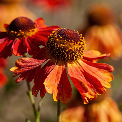 Autumn Lollipop Helenium Flower Seeds for Garden Planting