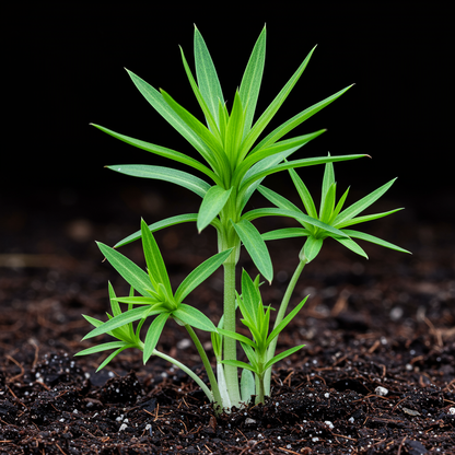 Nemetry Semi Namemia Poetry Mix Flower Seeds for Garden Planting