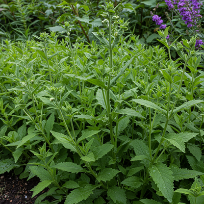 Platycodon Grandiflorus Seeds - Balloon Flower Seeds for Garden