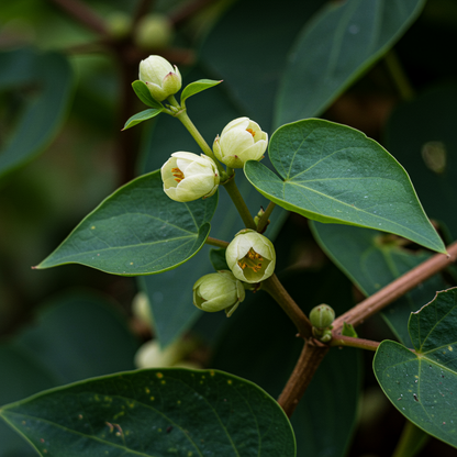 Yacon Flower Seeds – Ornamental Garden Growth