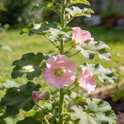 Lavatera Loveliness Flower Seeds for Garden Planting