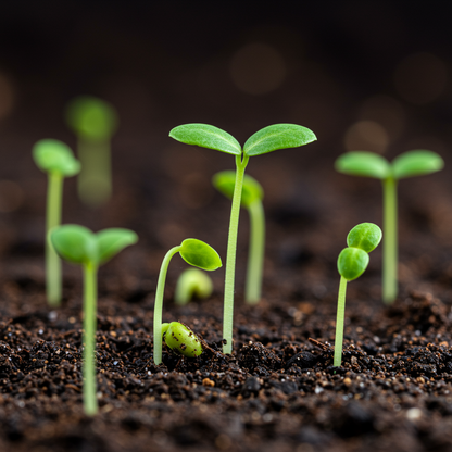 Dwarf Cylindrical Papaya Seeds – Compact Tropical Fruit Plant for Home Gardens