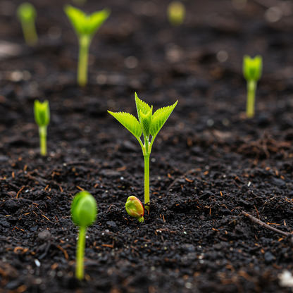 Black Cherry Seeds – Tree for Planting