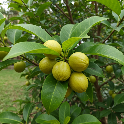 Nutmeg Tree Seeds (Myristica fragrans) – Pala & Mace Spice Fruit Seeds for Planting