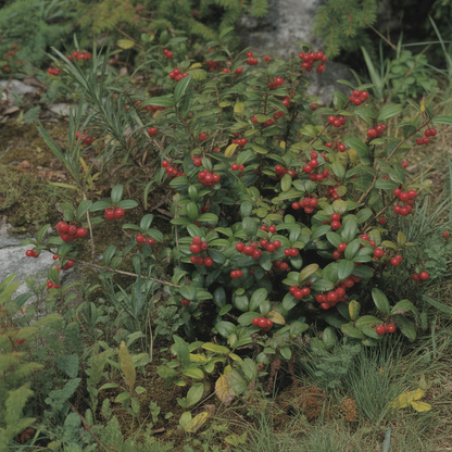 Creeping Wintergreen Seeds for Planting – Teaberry (Gaultheria procumbens) Evergreen Plant