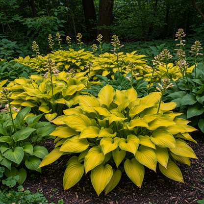 Hosta Yellow Gold Foliage Seeds for Planting – Heirloom Non-GMO Perennial Shade Plant