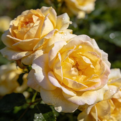Light Yellow Climbing Rose Seeds for Garden Planting