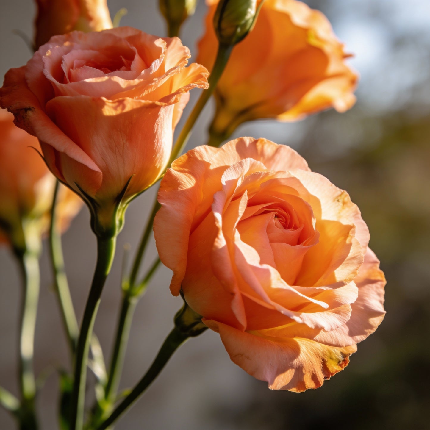 Eustoma Orange Flower Seeds for Garden Planting
