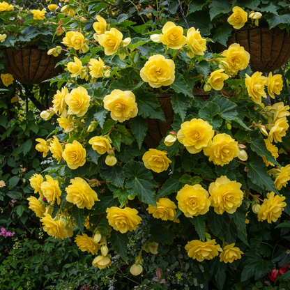 Yellow Begonia Flower Seeds - Yellow Begonia Flower Seeds for Garden