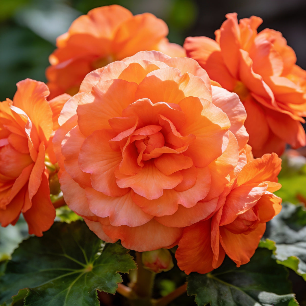 Orange Begonia Flower Seeds - Orange Begonia Flower Seeds for Garden