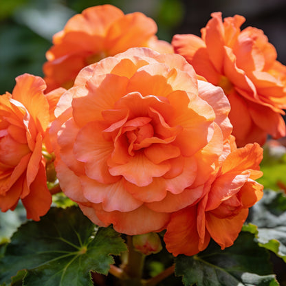 Orange Begonia Flower Seeds - Orange Begonia Flower Seeds for Garden