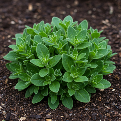 Salmon Petunia Seeds - Salmon Petunia Flower Seeds for Garden