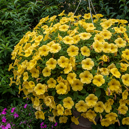 Golden Yellow Petunia Seeds - Yellow Petunia Flower Seeds for Garden