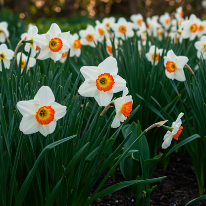 Narcissus White Red Seeds for Garden Planting