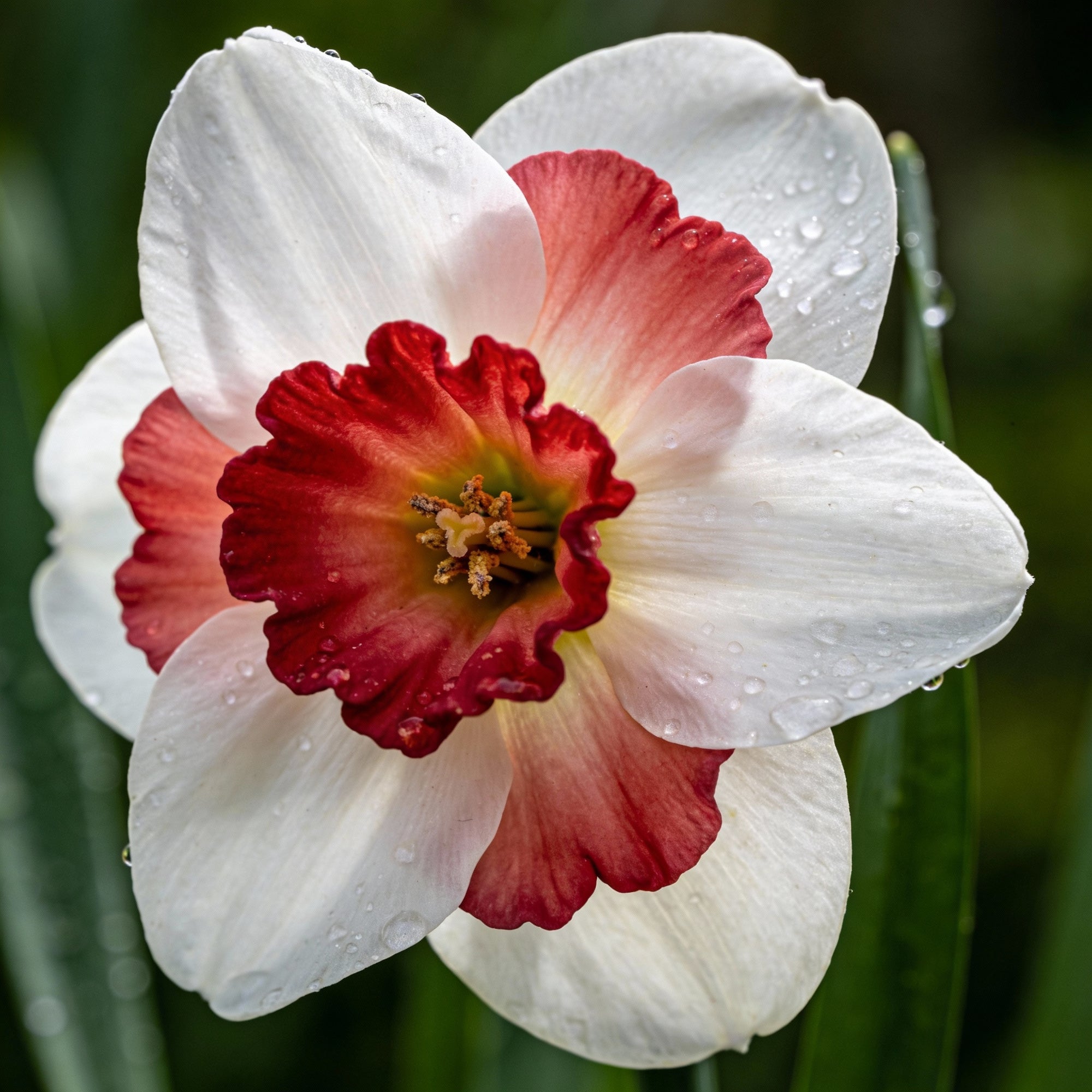 narcissus-white-red-seeds-for-garden-planting