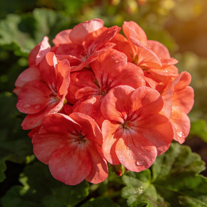 Light Red Geranium Flower Seeds for Garden Planting