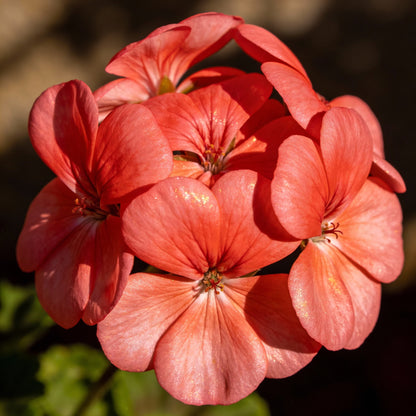 Light Red Geranium Flower Seeds for Garden Planting