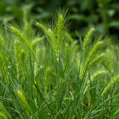 Briza Maxima Seeds - Quaking Grass Seeds for Garden