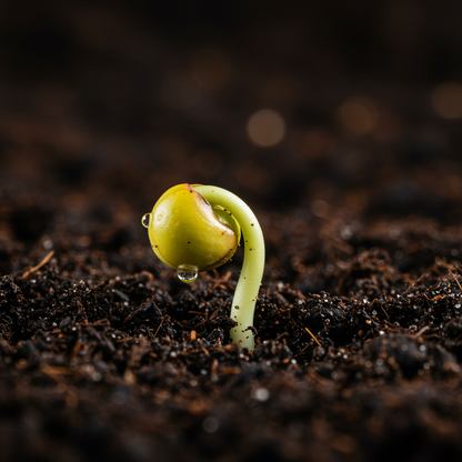 Bartlett Pear Tree Cuttings – Cold Hardy Fruit Live Plants (8 Pieces)