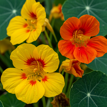 Nasturtium Flower Seeds for Garden Planting