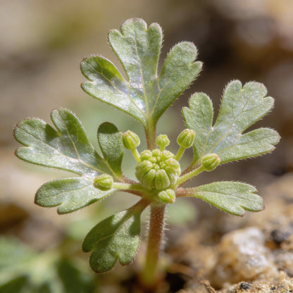 Seseli Petraeum Seeds for Garden Planting