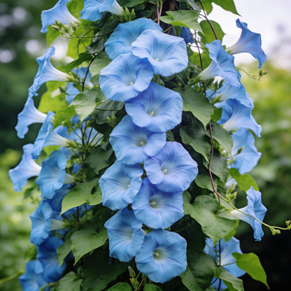 Ipomoea Purpurea Dacapo Light Blue Flower Seeds for Garden Planting