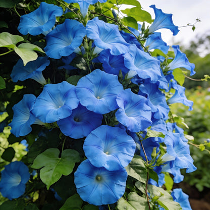 Ipomoea Heavenly Blue Flower Seeds for Garden Planting
