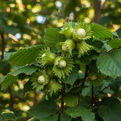 American Hazelnut Tree Seeds for Planting