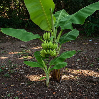 Musa Ornata Blossom Banana Seeds – Ornamental Banana for Planting