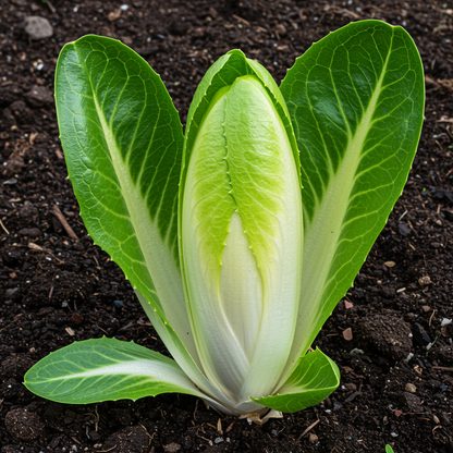Frisée Endive Yellow Heart Seeds for Planting