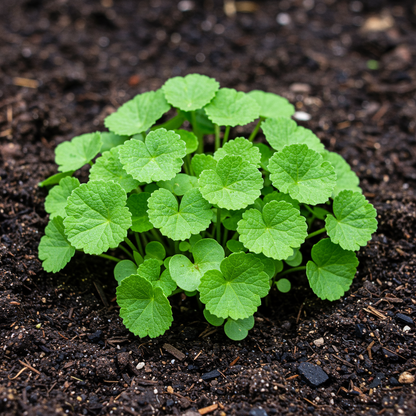 Chabaud Mix Seeds for Planting