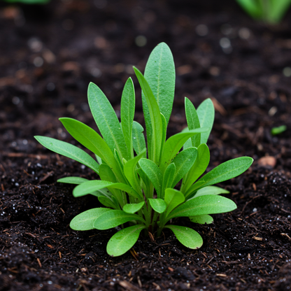 Gaillardia Goblin Blanket Flower Seeds for Planting