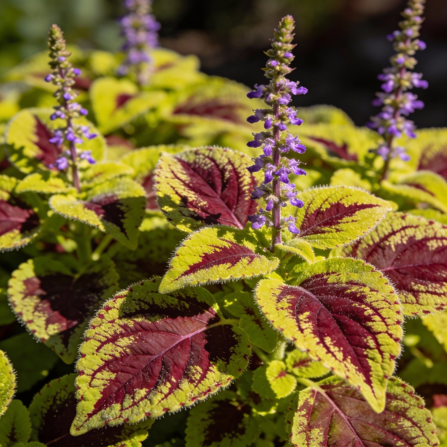 Coleus Wasabi Seeds - Coleus Foliage Seeds for Garden