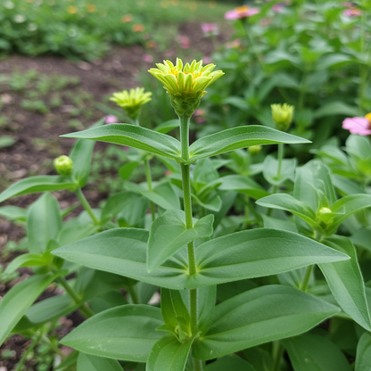 Green Zinnia Seeds - Lime Chartreuse Flower Seeds for Garden Planting