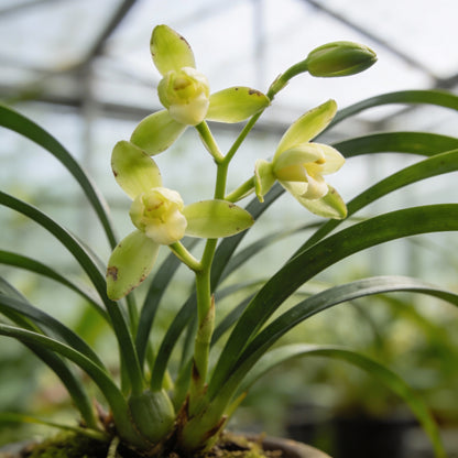 Cymbidium Maxillaria Goeringii Seeds - White Orchid Flower Seeds for Garden