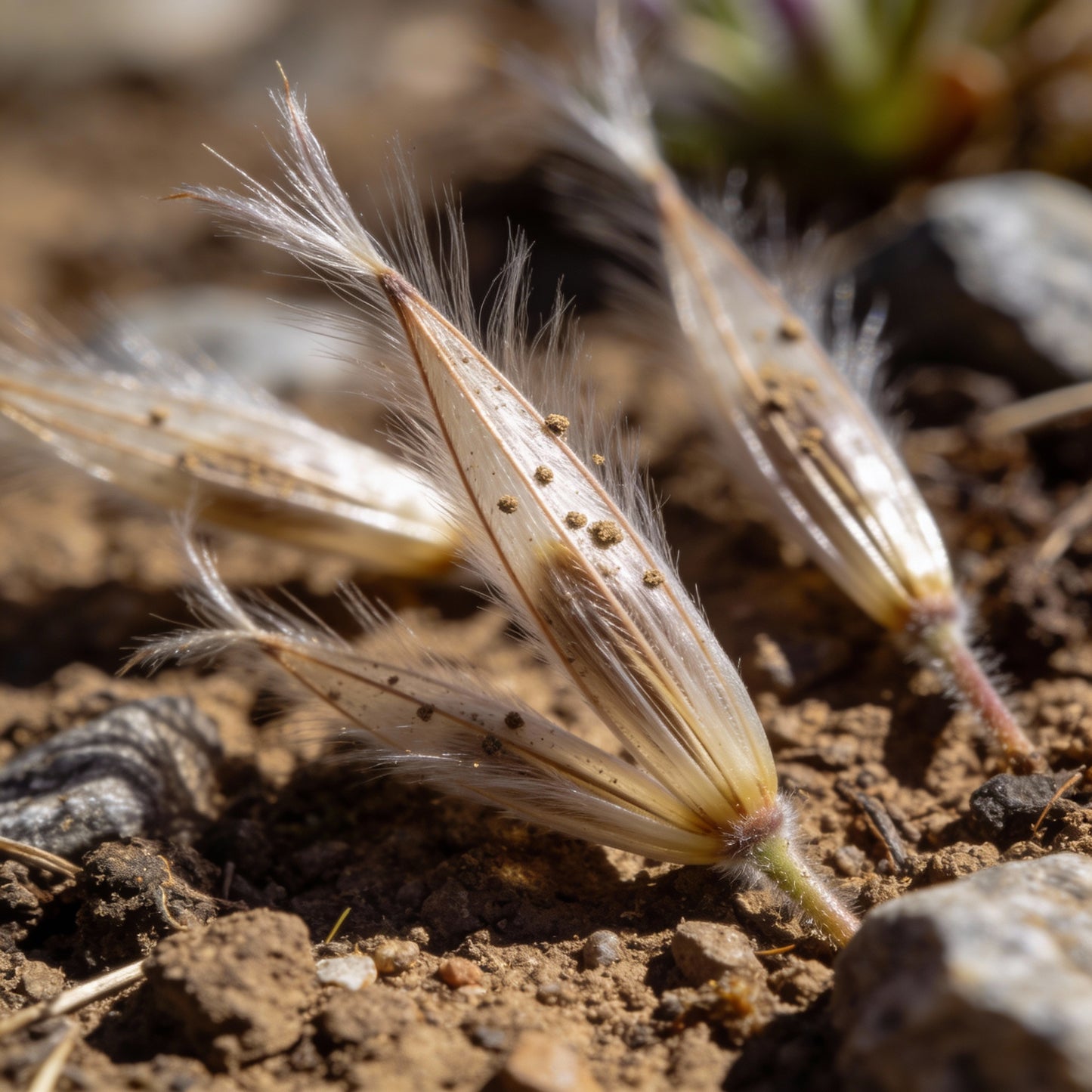 White Pasque Flower Seeds - White Pasque Flower Seeds for Garden