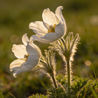 White Pasque Flower Seeds - White Pasque Flower Seeds for Garden