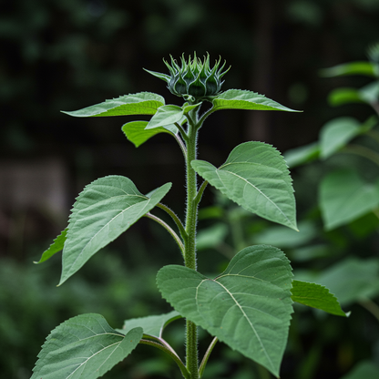 Chocolate Sunflower Seeds - Chocolate Sunflower Seeds for Garden