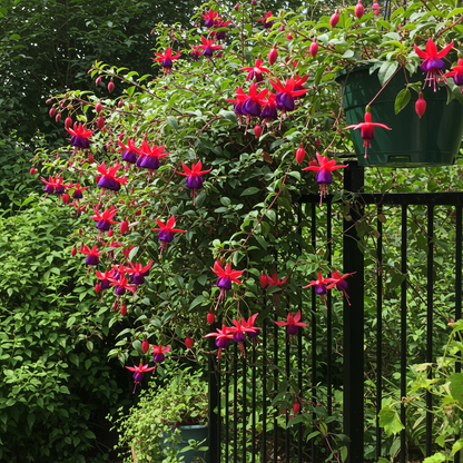 Purple Red Fuchsia Flower Seeds - Fuchsia Flower Seeds for Garden