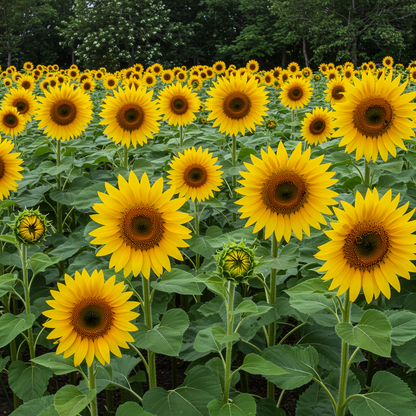 Sunflower Flower Seeds - Sunflower Seeds for Garden