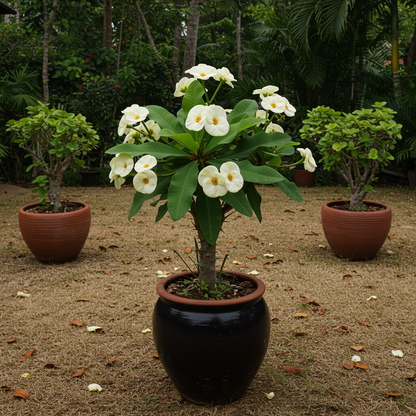 White Euphorbia Milii Seeds - White Crown of Thorns Flower Seeds for Garden