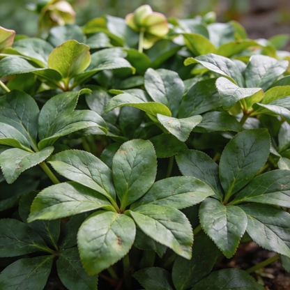 Light Green Hellebore Seeds - Hellebore Flower Seeds for Garden